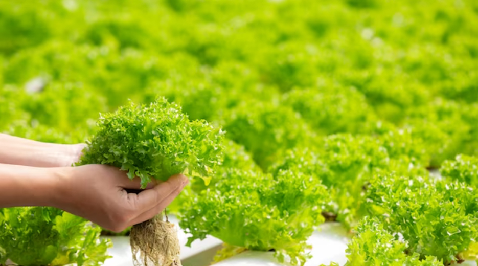 hydroponic solutions