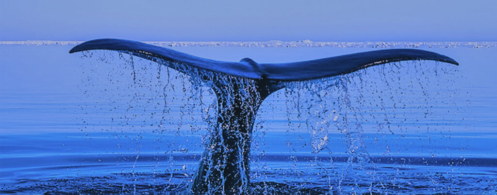 blue whale background